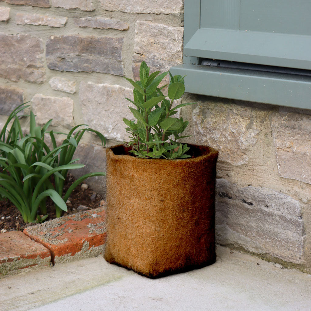 haxnicks hemp 5L pot in use on patio