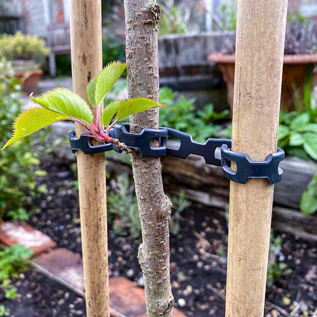 interlock plant support around tree and cane
