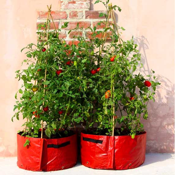 Tomato Patio Planters (x2)