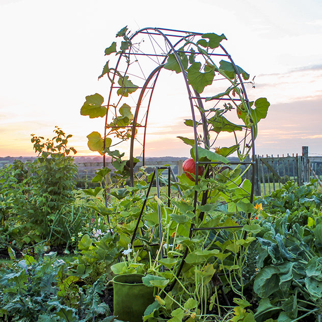 London Eye Plant Frame