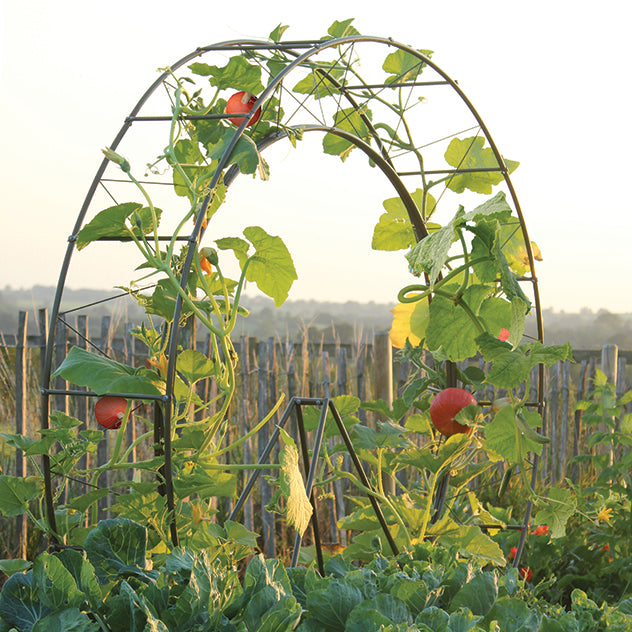 London Eye Plant Frame