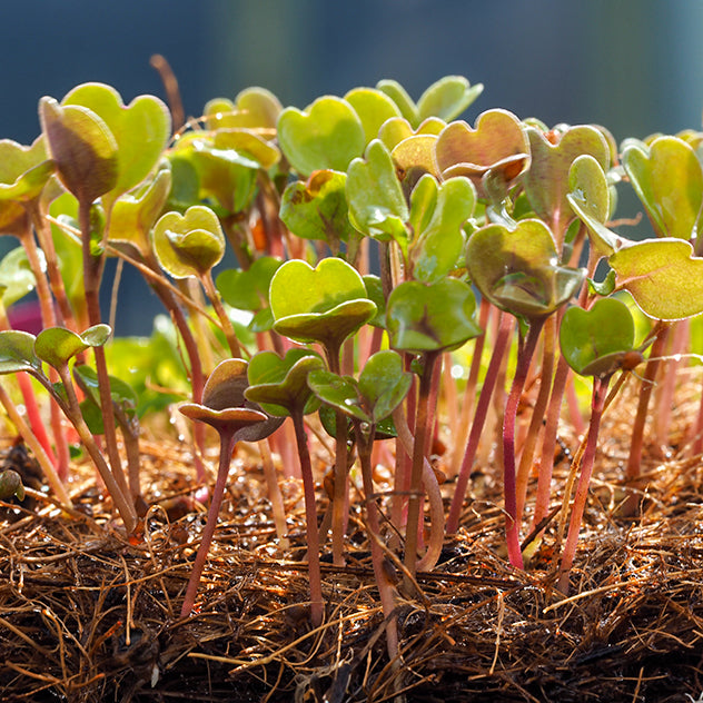 Microgreens Mats - Hemp (3 pack)