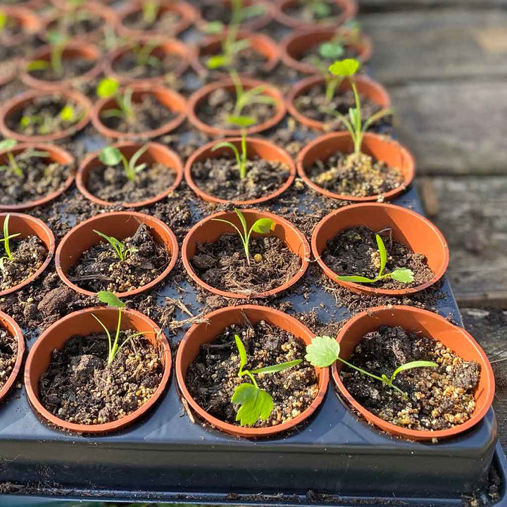 Seed & Cutting Tray