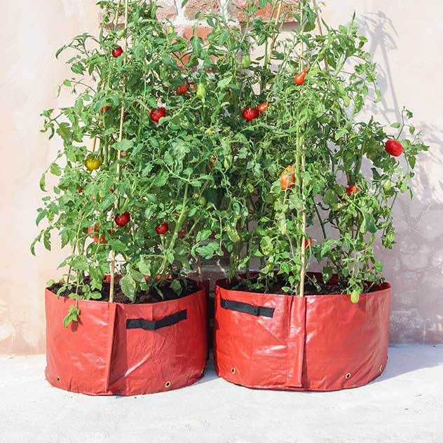 Tomato Patio Planter Climbing