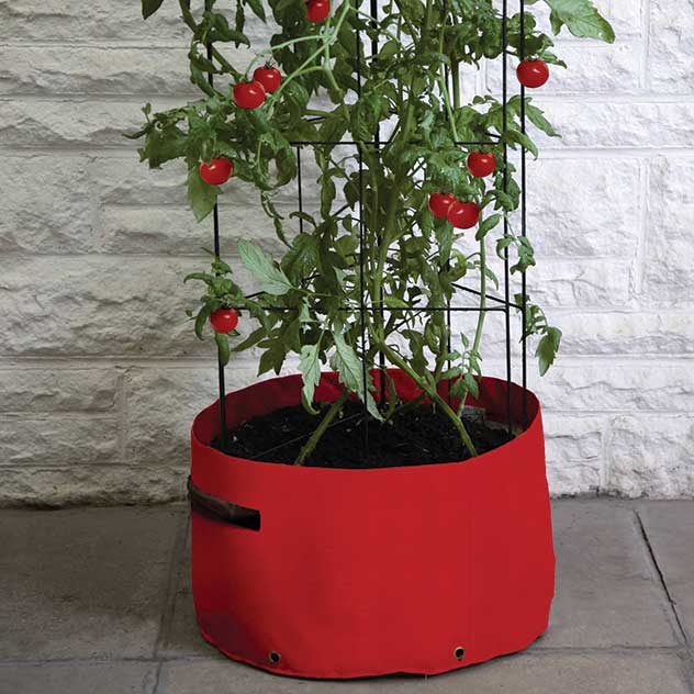 Tomato Patio Planter Climbing