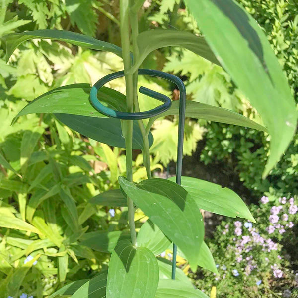 Single Stem Plant Support - Pack of 4