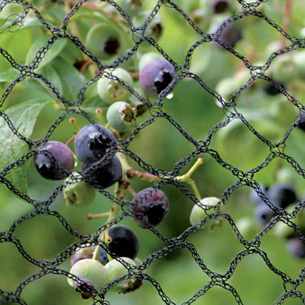 Anti Butterfly Net in 8mm Woven Diamond Mesh in front of a blueberry bush