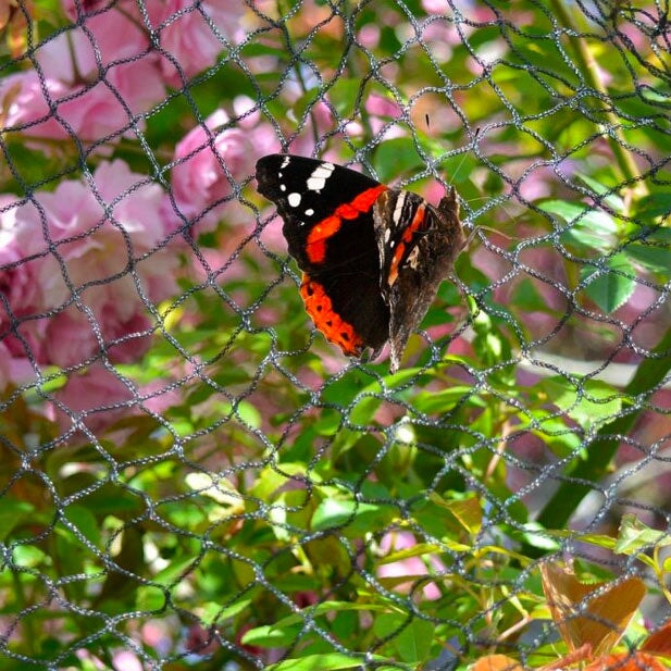 Knowle Nets Anti-Butterfly Netting with a black and orange butterfly resting on it