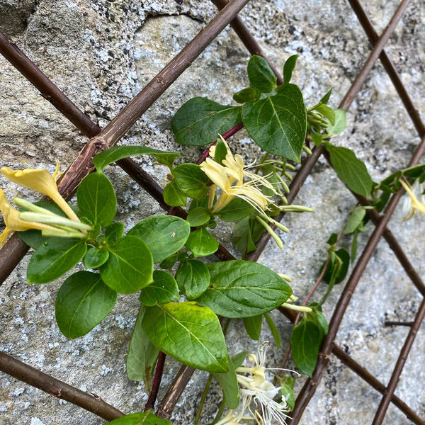 Willow Expanding Trellis