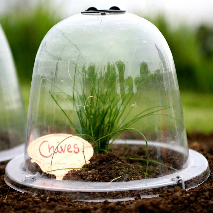 baby victorian bell cloche - in use in veg garden