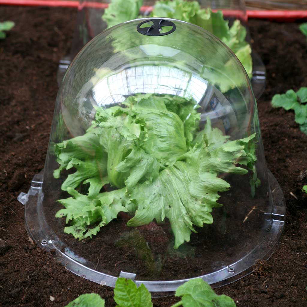 king sizevictorian bell cloche - in use in veg garden