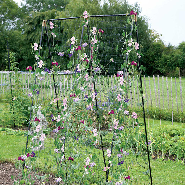 Fruit Cages I Garden Netting I Pest Control Netting – Knowle Nets