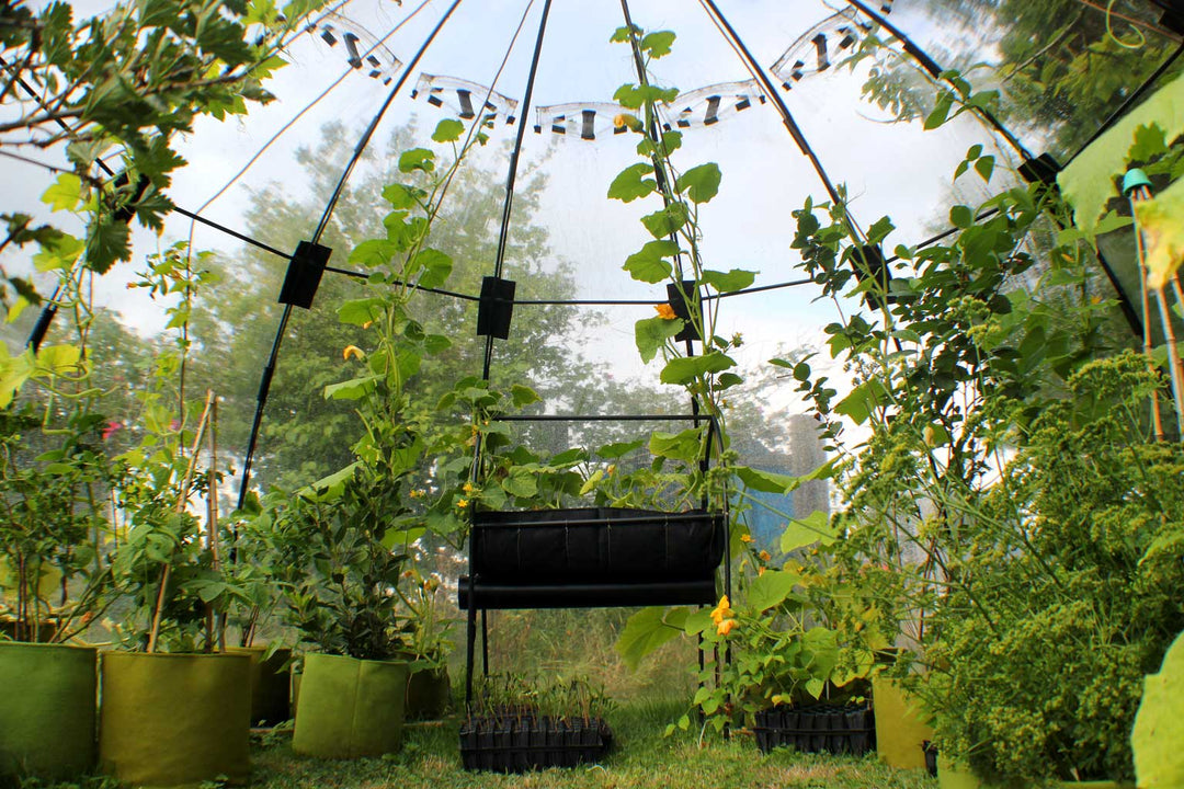 sunbubble from the inside