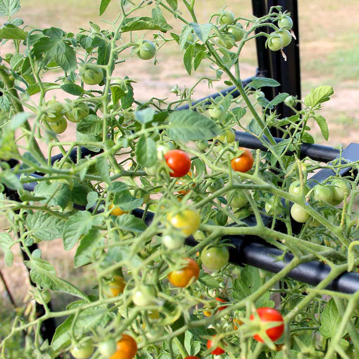 tomato crop booster system- in use