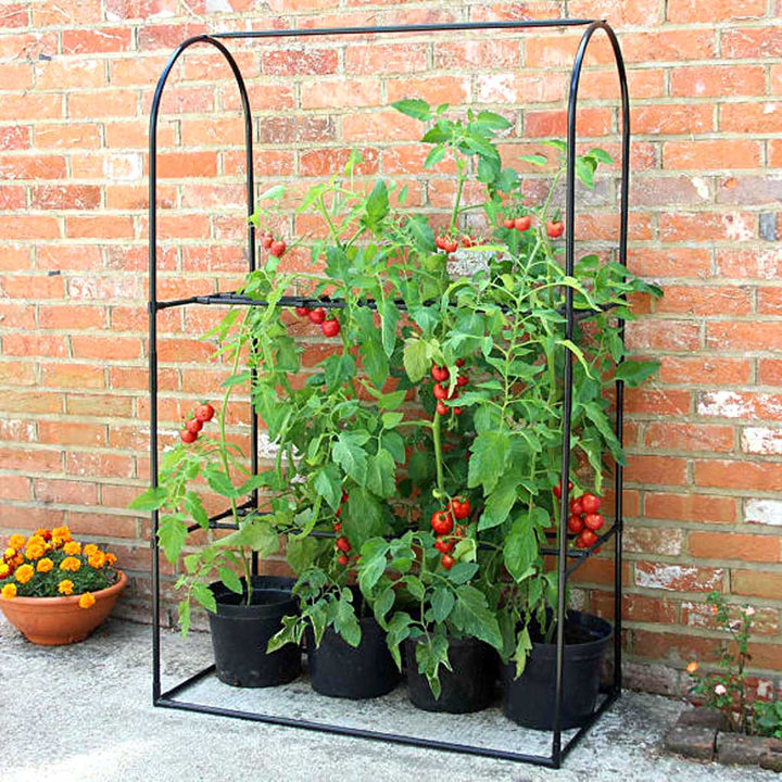 tomato crop booster system- in use