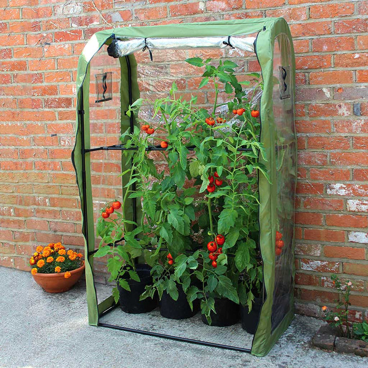 tomato crop booster system- in use