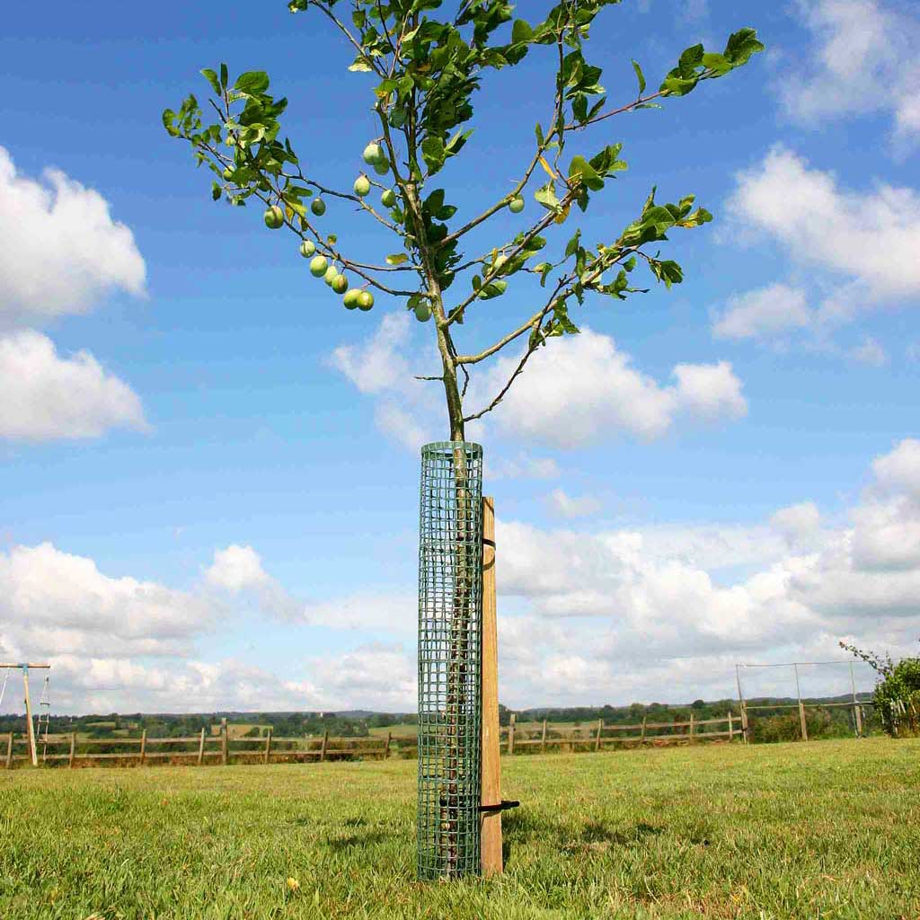flexi mesh tree guard- in use on filed