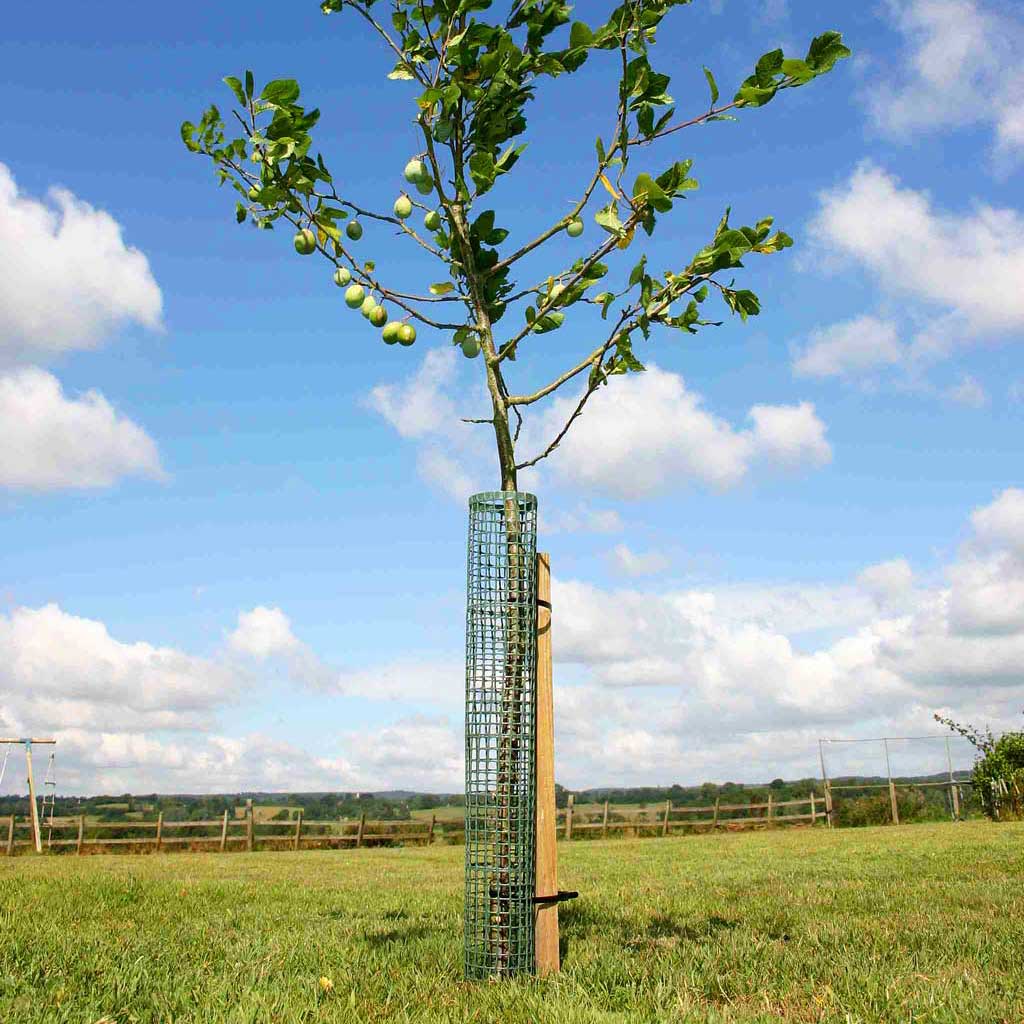 Fruit Tree Netting | Knowle Nets