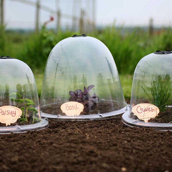 Original victorian bell cloche - in use  group in veg garden