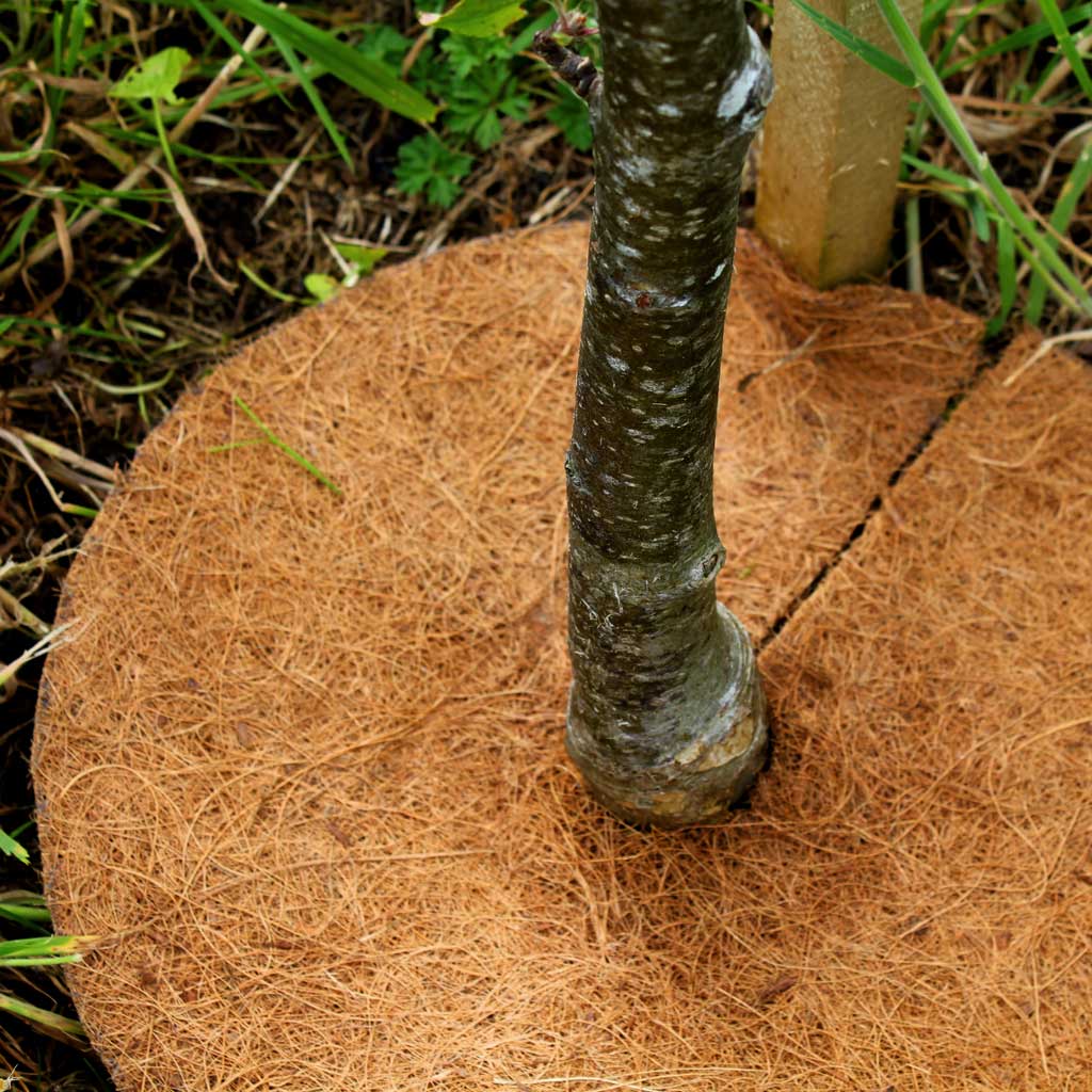 tree mat close up