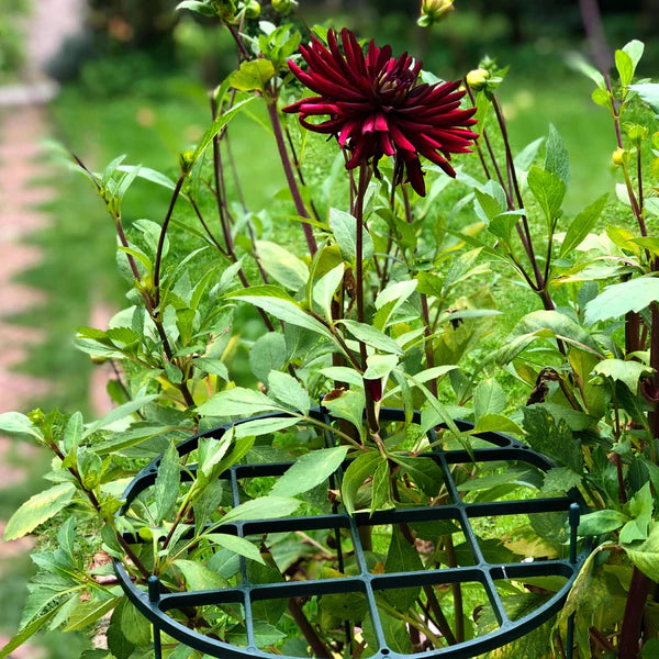 Grow Through Plant Support