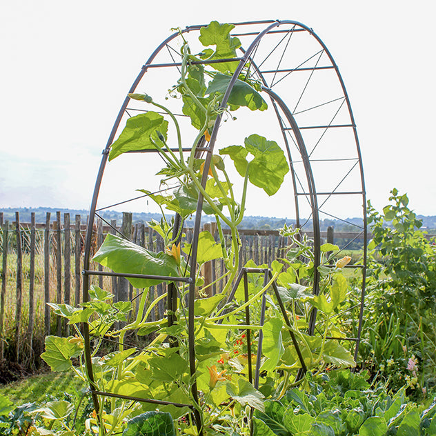 London Eye Plant Frame