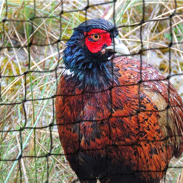 Pheasant behind Knowle Nets Pheasant Poults in 38mm knotted square mesh